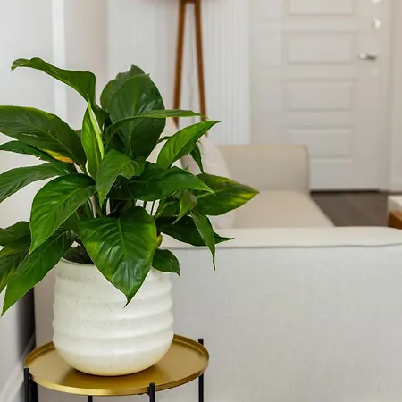 Luxury Rooftop In Astir Apartament *